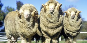 Merino Widder in Australien - Fotot: fotolia