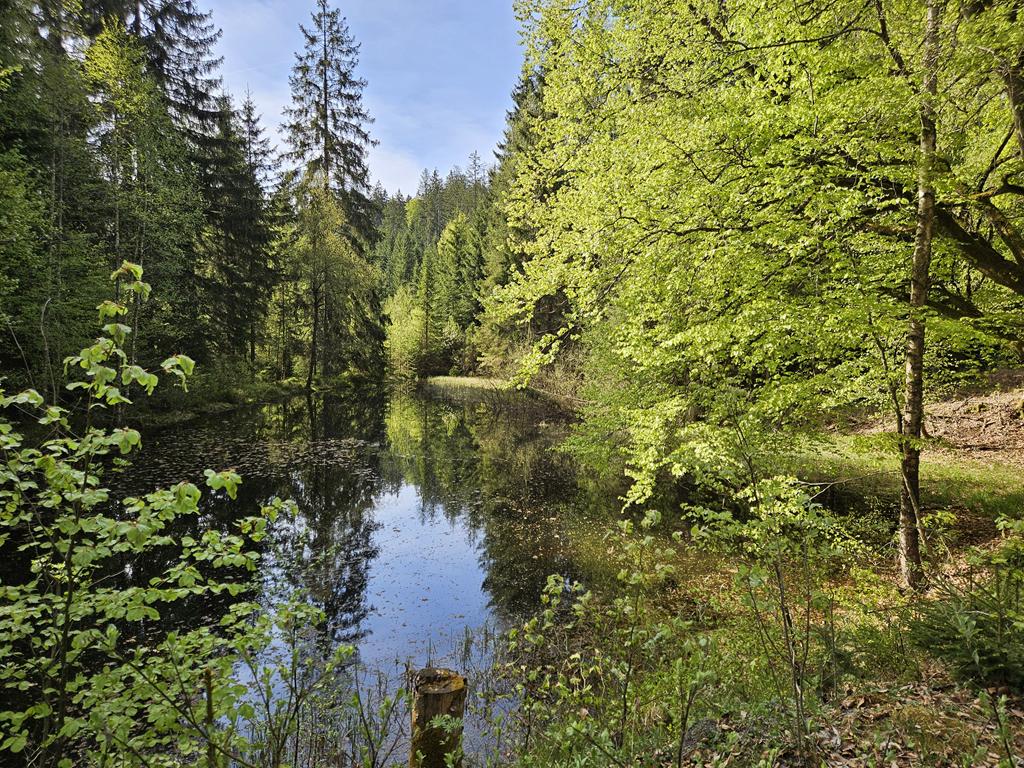 Rabaukentrail - Foto.: laufSinn